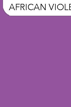 Solid purple color swatch with 'African Violet' text