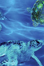 Carmon's Quilt Shop 108 inch wide cotton fabric featuring a vibrant underwater sea turtle print in shades of blue