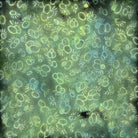 Carmon's Quilt Shop Vintner's Treasure Island Batik fabric in green and purple with a whimsical circular pattern.